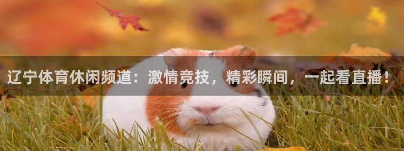 辽宁体育休闲频道：激情竞技，精彩瞬间，一起看直播！