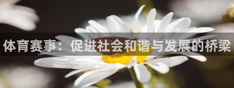 体育赛事：促进社会和谐与发展的桥梁