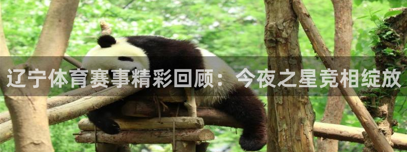 辽宁体育赛事精彩回顾：今夜之星竞相绽放